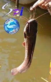  29 Perikanan Ideas Dark Art Paintings Creepy Backgrounds Lyengar Yoga