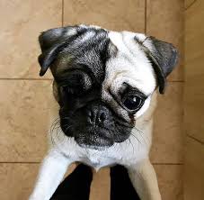 Count on the breeders at the pet shoppe to find the right purebred small puppy for you and your do you want a medium breed puppy? The Puppy Store Deathgrips