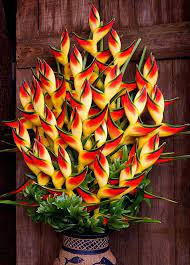 Beautiful Flowers On Twitter Lobster Claw Heliconia Rostrata Attracts Butterflies And Hummingbirds Stunning Beau In 2020 Heliconia Plant Plants Planting Flowers