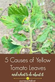 Untreated infestations are a common cause of tomato leaves turning yellow. 5 Causes Of Yellow Tomato Leaves The Beginner S Garden Growing Tomato Plants Tomato Garden Tomato Vine