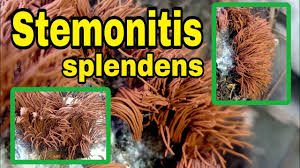Image result for Stemonitis splendens