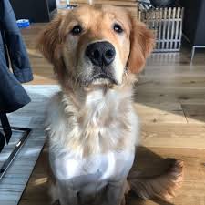 As a result, the lymph nodes swell, compressing the pharynx, larynx, and trachea, and can cause airway obstruction leading to death. Puppy Strangles Cause Treatment Healthy Paws Pet Insurance