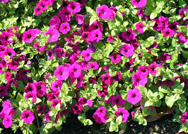 Petunia Home Garden Information Center