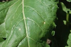 We did not find results for: Cercospora Leaf Spot Detected In The Panhandle Cropwatch University Of Nebraska Lincoln