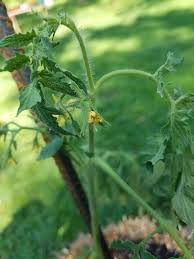 Blossom drop happens because it's too cold or too hot. Why Did My Tomatoes Stop Producing Fruit Home Garden Information Center