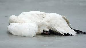Die vogelgrippe ist eine seltene grippeerkrankung aus asien, die häufig tödlich verläuft. Vogelgrippe Infos Uber Symptome Schutz Und Krankheitsverlauf