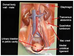 Probably the most essential organs in your left higher quadrant is your coronary heart. Bio 110 Unit 4 Dorsal Body Wall Male Model Flashcards Quizlet