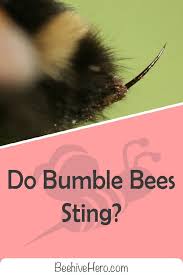 Can A Bumble Bee Sting Yes It Can But Fortunately They Aren T As Aggressive As Other Bees Click The Pin To Learn Ever Bee Sting Bumble Bee Bumblebee Sting