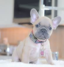 Contact now for availabilty 904.616.2706, rare colors frenchies.health guaranteed! Pin On Doggies
