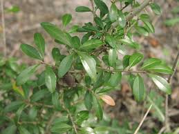 Image result for Ligustrum sinense