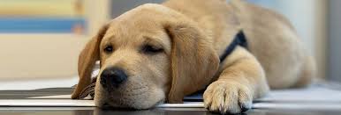 Rocket city mobile vet, dr. Newport Veterinary Center Jersey City Veterinarians