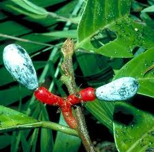 Image result for Beilschmiedia michelsonii