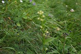 Image result for Swertia