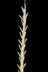 Image result for Chasmopodium