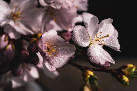 Page 3 Royalty Free Cherry Photos Free Download Pxfuel