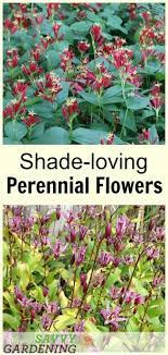 Flower color changes with soil ph. Shade Loving Perennial Flowers 15 Beautiful Choices For Your Garden