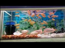 Gourami Fish Wholesale Price Mandi Rate For Gouramies Fish
