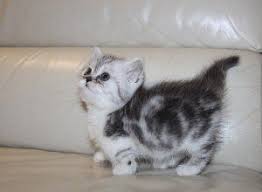 We did not find results for: Munchkin Kitten Munchkin Kitten Munchkin Kittens For Sale Munchkin Cat