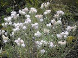 Image result for Vernonia amblyolepis