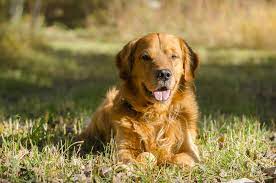 Oct 01, 2020 · inland empire golden retriever rescue west virginia. Why Some Dog Owners Skip Spaying Or Neutering Over Health Concerns The Washington Post