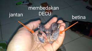 Dengan mengetahui trik membedakan burung kurincang jantan dan betina, sekarang kalian boleh langsung actions untuk memelihara burung tersebut bisa dibilang, selain unik juga sangat lucu sekali apalagi gaya tidurnya nggemesin deh pokonya. Unduh L Burung Decu Dan Betina Bestwfiles