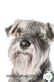 Visit us now to find the right miniature schnauzer for you. Delightful Miniature Schnauzer Puppies In Texas Top Top Doggy