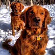 Reddit gives you the best of the internet in one place. Red Golden Retrievers The Working Brother Labrottie Com