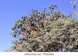 Image result for Phragmanthera