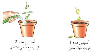 حاجة النبتة إلى الماء والأملاح المعدنية الموسوعة المدرسية