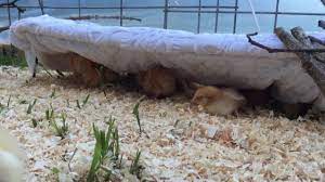 4 x 24 provides plenty of heating capacity for a variety vessels. Mama Heating Pad With Baby Chicks Youtube