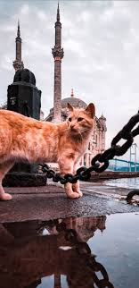 Ertan Oktem Adli Kullanicinin Istanbul Panosundaki Pin Istanbul Kedi Turkiye