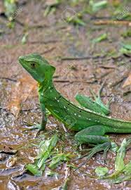 To view this video please enable javascript, and consider upgrading to a web browser that supports html5 video. Closeup Of A Green Basilisk Lizard Taken In Costa Rica Stock Photo Picture And Royalty Free Image Image 104104297