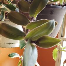 We did not find results for: Tradescantia Cerinthoides Syn Tradescantia Blossfeldiana Tradescantia Red Hill Flowering Inch Plant In Gardentags Plant Encyclopedia