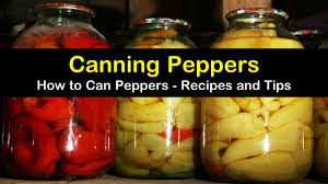 Sometimes spelled pepperoncino or pepperoncini in english) is the generic italian name for hot chili peppers, specifically some regional cultivars of the species capsicum annuum and c. How To Can Pickle Peppers