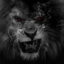 Find the best lion wallpaper hd on wallpapertag. Lion Wallpaper 75 1000x1000 Pixel Wallpaperpass