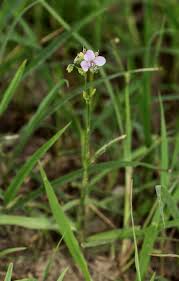 Image result for Murdannia simplex