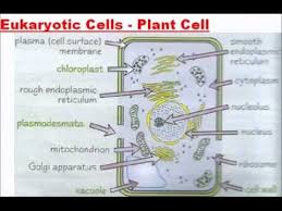 Check spelling or type a new query. Cell Structure A Level As Biology Revision Youtube