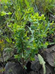 Image result for Euphorbia neopolycnemoides