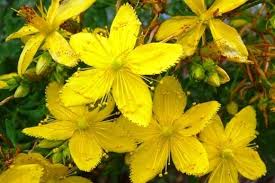 Johanniskraut wann ist blütezeit der goldgelben heilpflanze? Johanniskraut Pflanzliches Antidepressivum Phytodoc