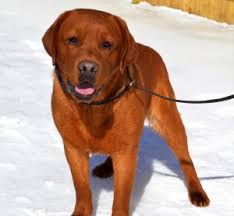 Fox red english lab puppies for sale near me. English Fox Red Lab 1 Puppies Amazing English Lab Puppies Wisconsin Lab