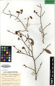 Image result for Ochna angustata