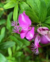 Image result for Polygala myriantha