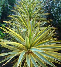 Bright Star Yucca Monrovia Bright Star Yucca Variegated Plants Monrovia Plants Yucca