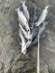 Russian River Upper Kenai River Sockeye Limit Goes To 9 Fish