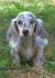 Dachshund Tri Merle