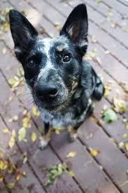 Rider The Texas Heeler Beautiful Puppy Beautiful Dogs Dog Photography