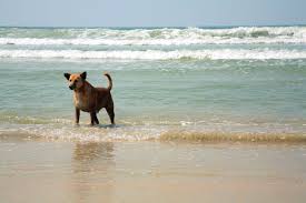 these dog friendly beaches wele your