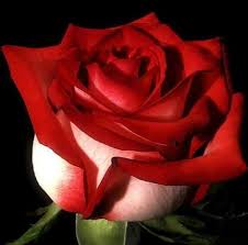 Schonste Rosen Rote Rose Schone Bilder Von Blumen Schone Rose