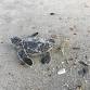 Turtle Talk Tuesdays at Apalachicola NERR