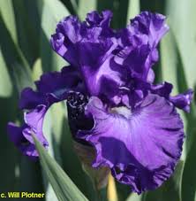 Ruffled petals are highlighted by deep orange beards, giving this iris rich tones that combine beautifully with the other colors of late spring. Tbautumnrain Tbathrue Iris Wiki